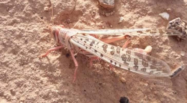 الزراعة: الجراد بالأردن لا يستدعي المكافحة