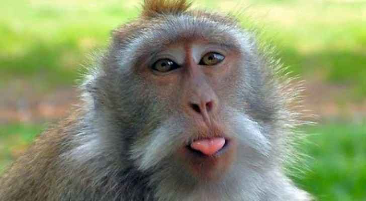 الكويت تبعد قرد مدمن إلى إندونيسيا