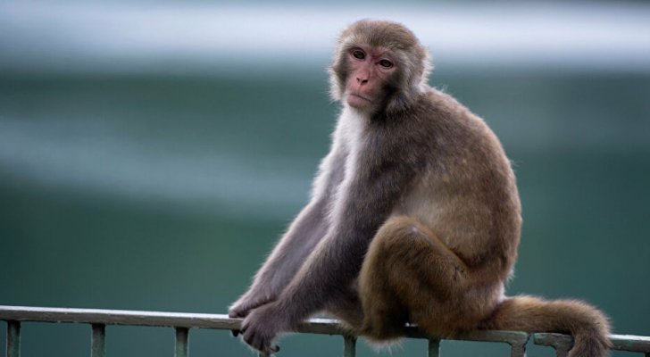 الحكم بالسجن المؤبد ضد قرد ارتكب