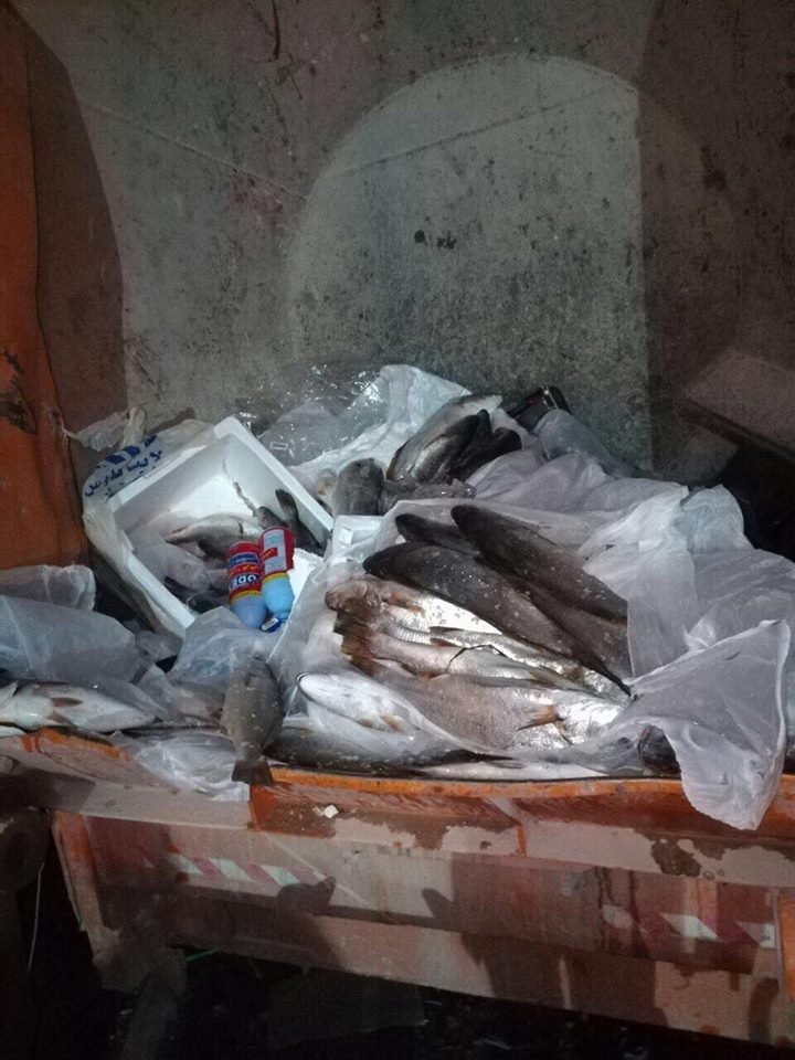 اتلاف أسماك فاسدة في مول بإربد