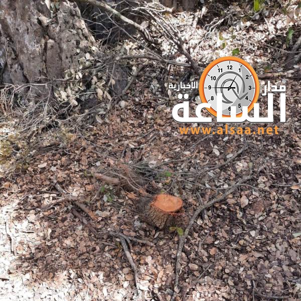 الأشجار تستغيث في سامتا وعفنا في