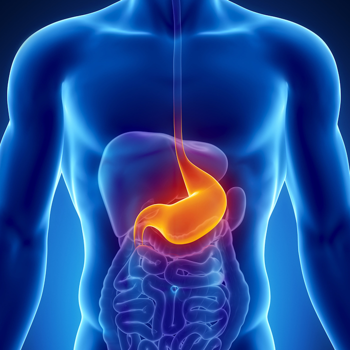 المعدة.. الأجزاء والوظائف وطرق حمايتها