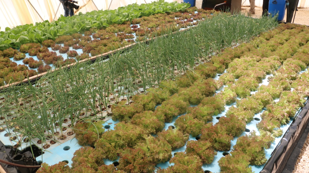 الحكومة: نعمل على خطط تنفيذية لتشغيل