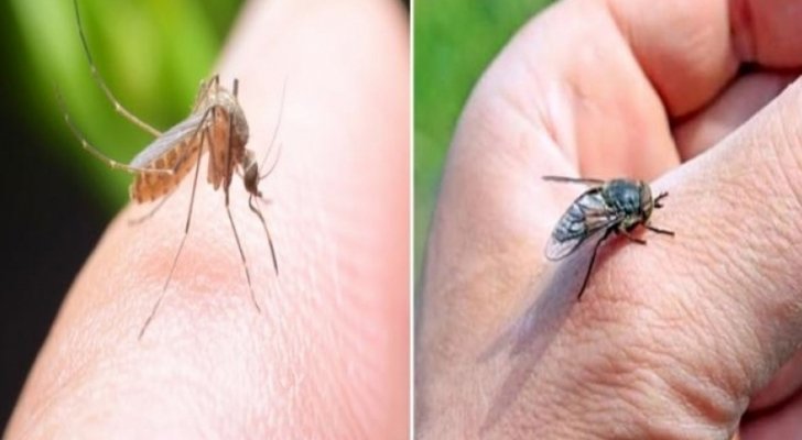 هل ينقل البعوض فيروس كورونا؟ دراسة