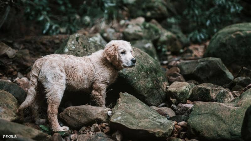 ذهبوا من أجل إنقاذ حيوانات.. ليكتشفوا