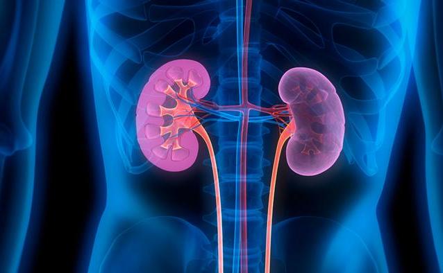 وظائف الكلى وطرق المحافظة على صحتهما