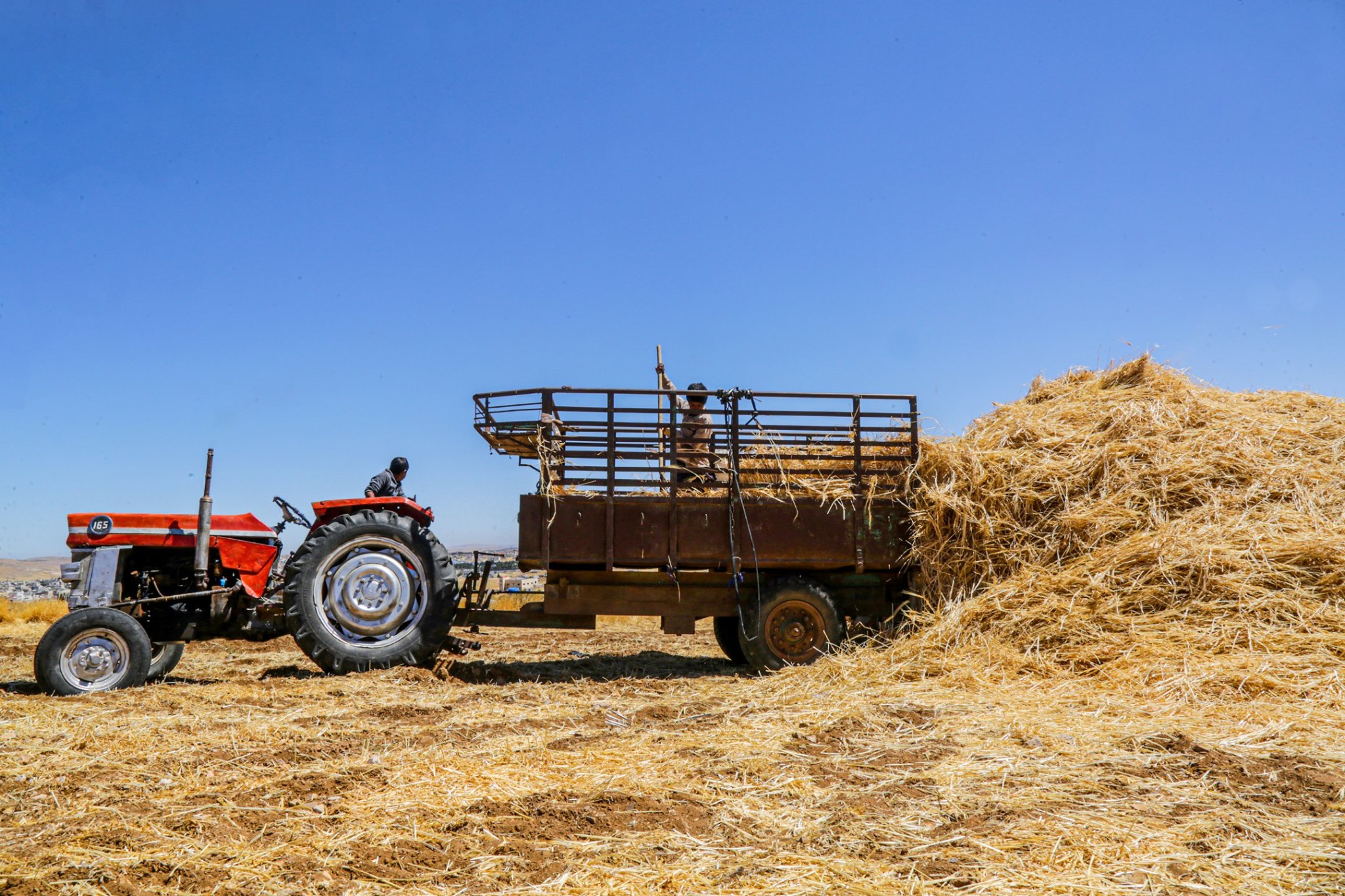 الأميرة بسمة بنت طلال: حصاد الكرك