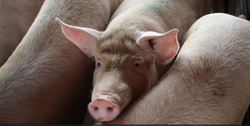 اكتشاف نوع جديد من إنفلونزا الخنازير