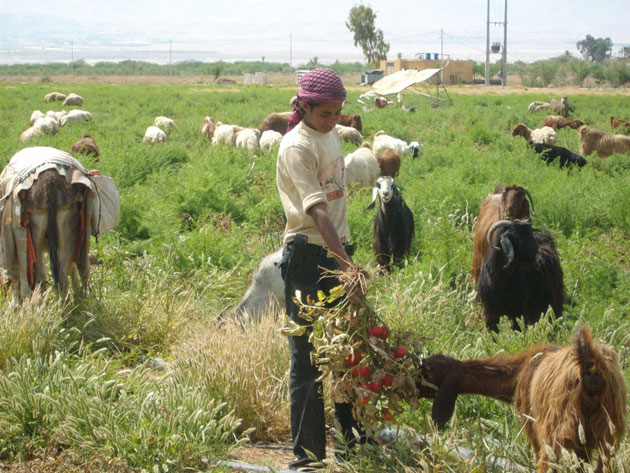 مجلس الوزراء يمدد تخفيض رسوم التصاريح