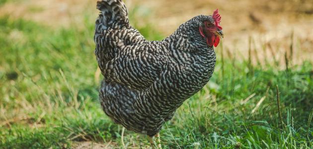 تحذير من الزراعة لمربي المواشي والنحل