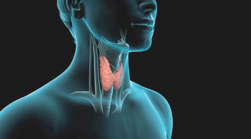 وظائف الغدة الدرقية وطرق الحفاظ على
