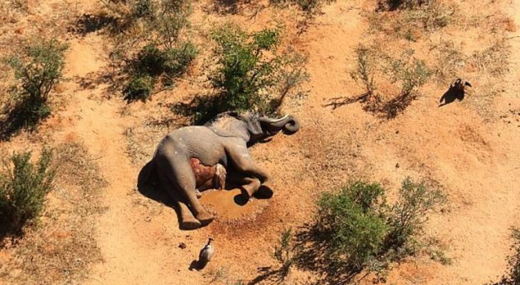 مئات الفيلة تموت بوسط جنوب أفريقيا