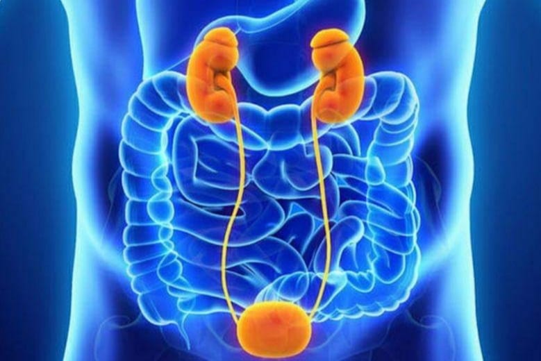 وظائف المثانة وطرق المحافظة على صحتها