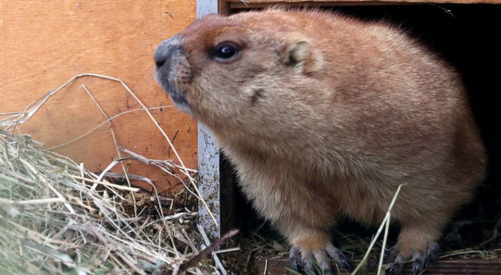 الصحة العالمية: نراقب عن كثب تطورات