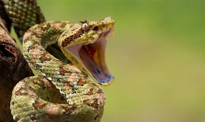 وفاة شاب ثلاثيني بلدغة أفعى في