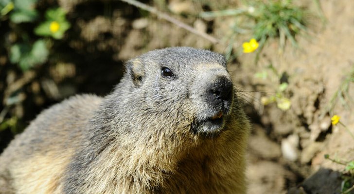 مرض مميت يؤرق روسيا بعد الصين..