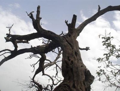 جذع شجرة يدخل حدثا إلى المستفى