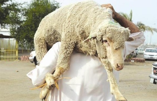 مليون ذبيحة غنم بالمملكة العام الماضي