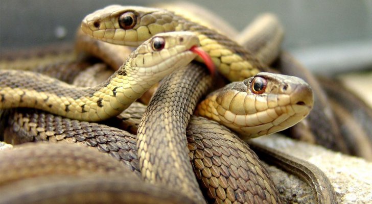 الدفاع المدني يقتل 5 أفاعي سامة