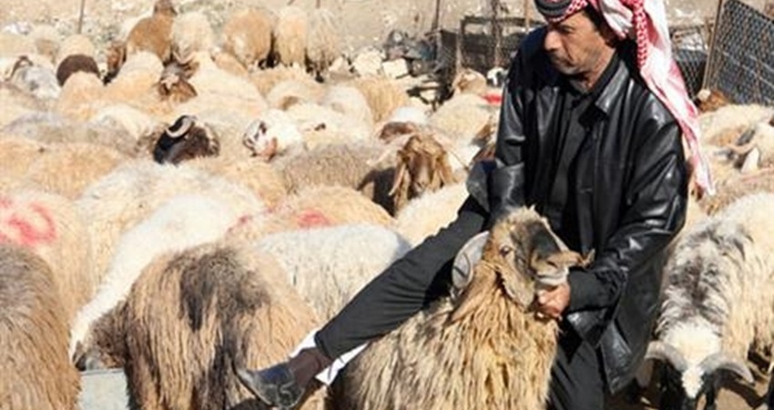 الزراعة : 450 ألف رأس من