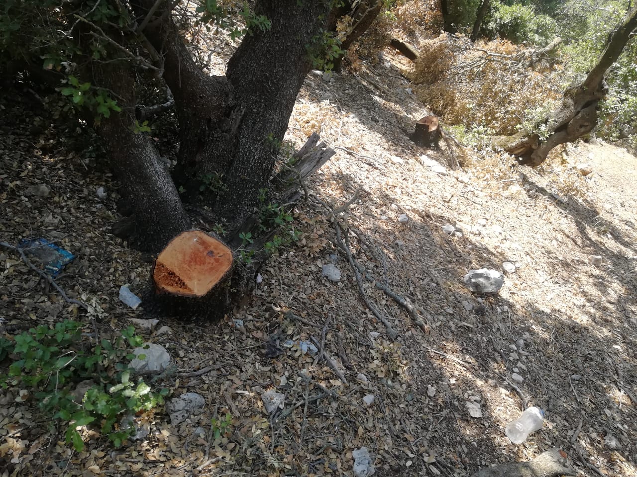 فادي السمردلي يطالب وزير الزراعه بانقاذ