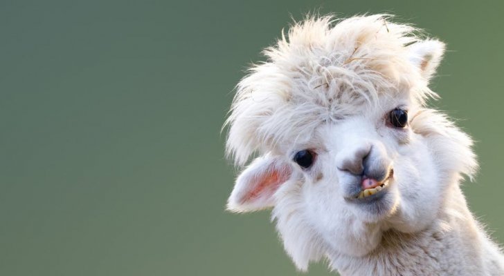 أمل يلوح من الإبل.. دم اللاما