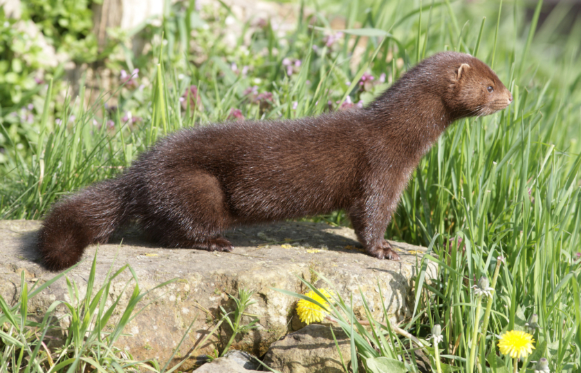 بعد أن أعدمت هولندا مليونا منها..