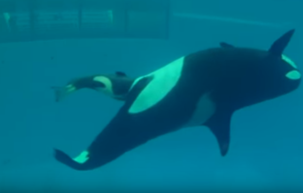 فيديو: لحظة نادرة لولادة صغير الحوت