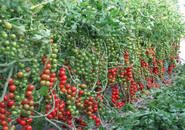 الزراعة الإيطالية: شهادة خلو منتجاتنا من