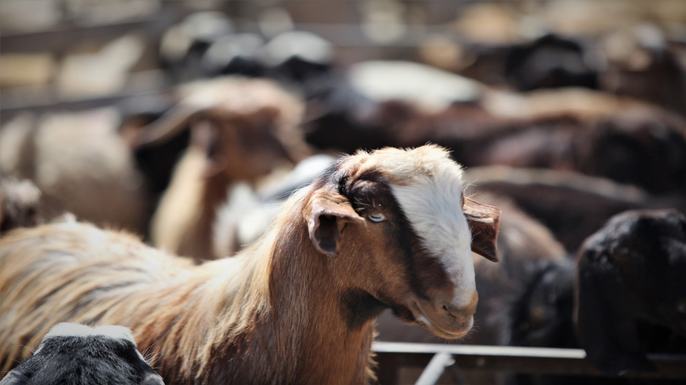 تصدير أكثر من 334 ألف رأس