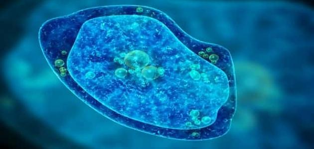 تعرف على الجرثومة التي تسببت بتسمم