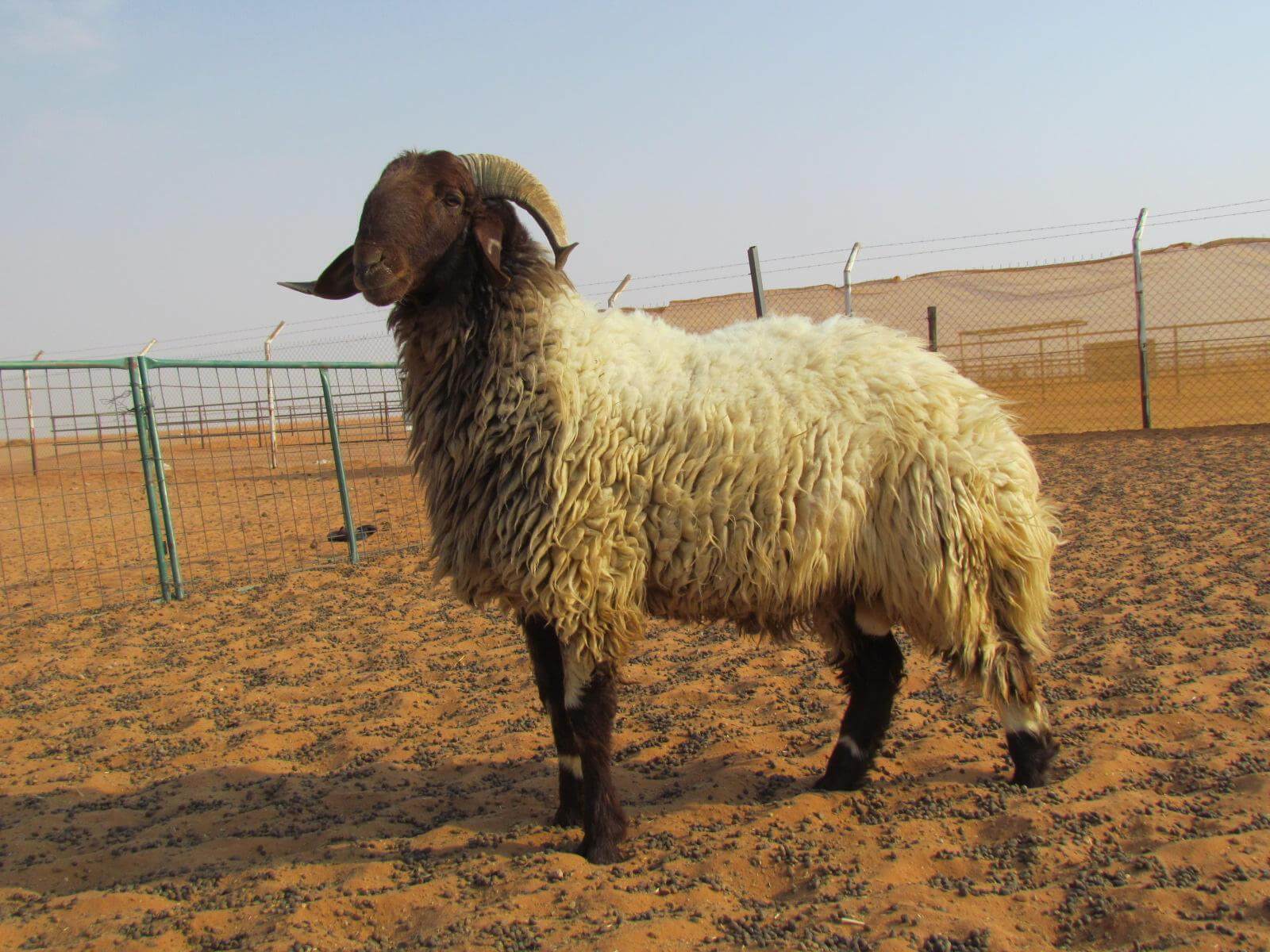 تعرف على أحكام الأضحية