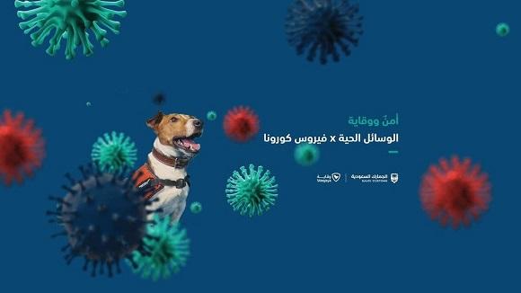 كلاب مدربة لكشف كورونا في السعودية