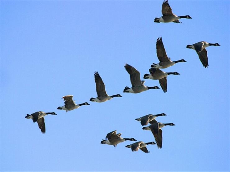 المفرق: الطيور المهاجرة تقطع التيار الكهربائي