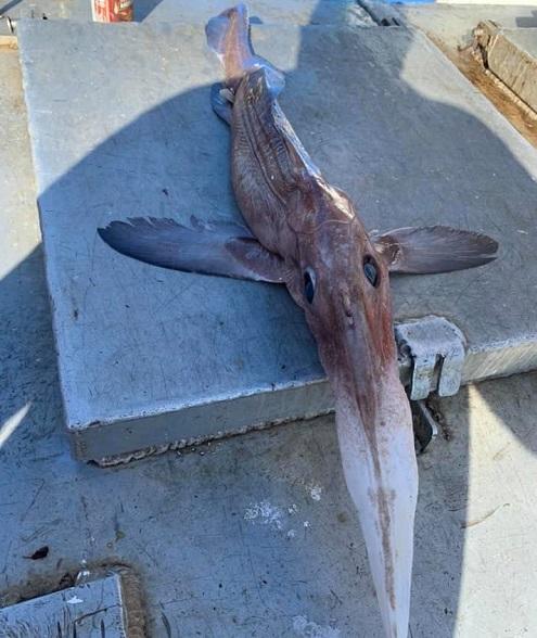 اصطياد مخلوق غريب الشكل يثير الرعب