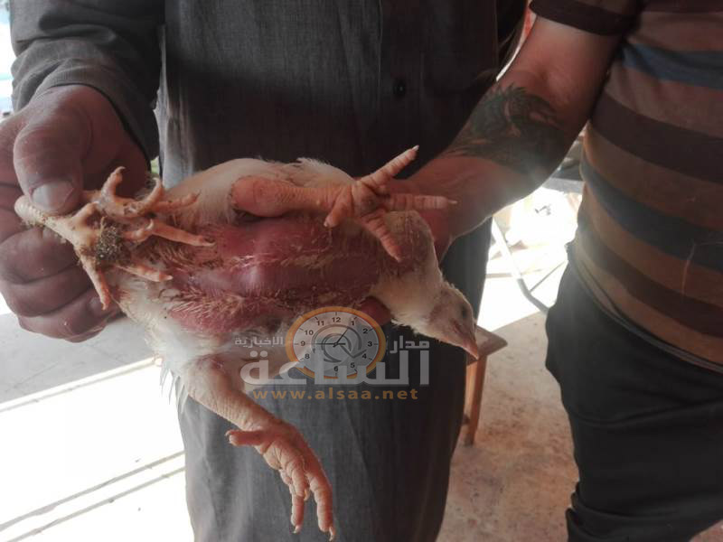 في حالة نادرة الحدوث.. دجاجة بـ