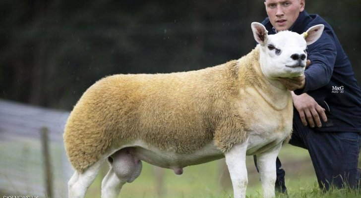 بيع أغلى خروف بالعالم بمبلغ من