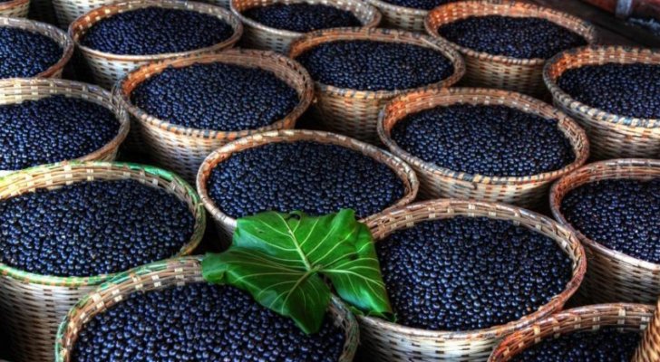 التوت يحمل علاج كورونا.. والنتائج النهائية