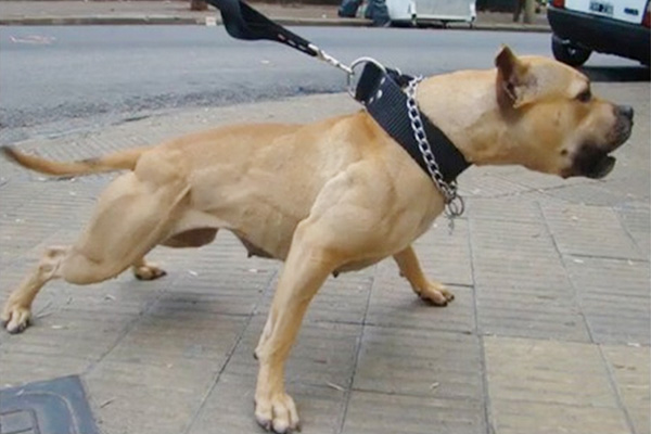 مشروع قانون لمعاقبة مفلتي الكلاب على