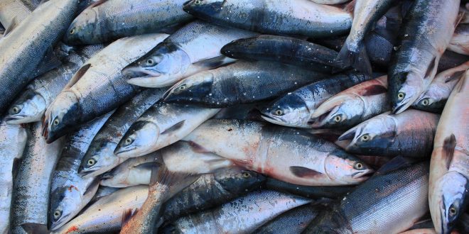 إنتاج الأردن من الثروة السمكية لا