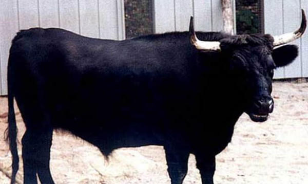 خبراء يحاولون استخلاص علاج لكورونا من