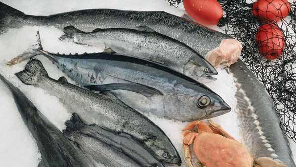 فرض رسوم على صادرات الأسماك المصرية