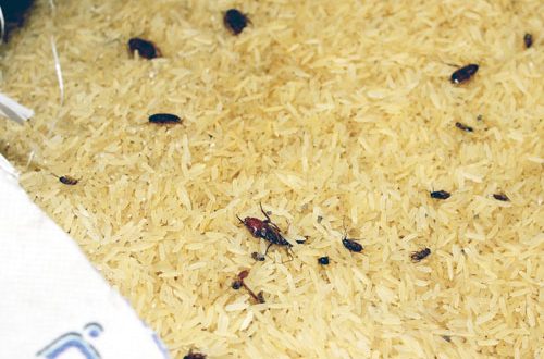 ضبط 1500 كغم من الارز الفاسد