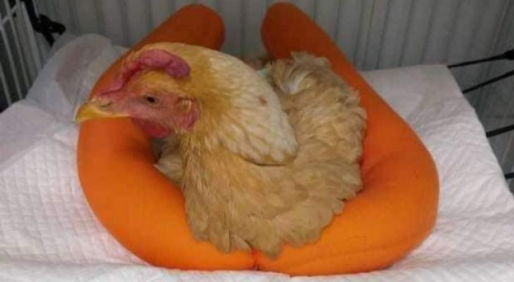 عملية جراحية لإنقاذ دجاجة بتكلفة باهظة
