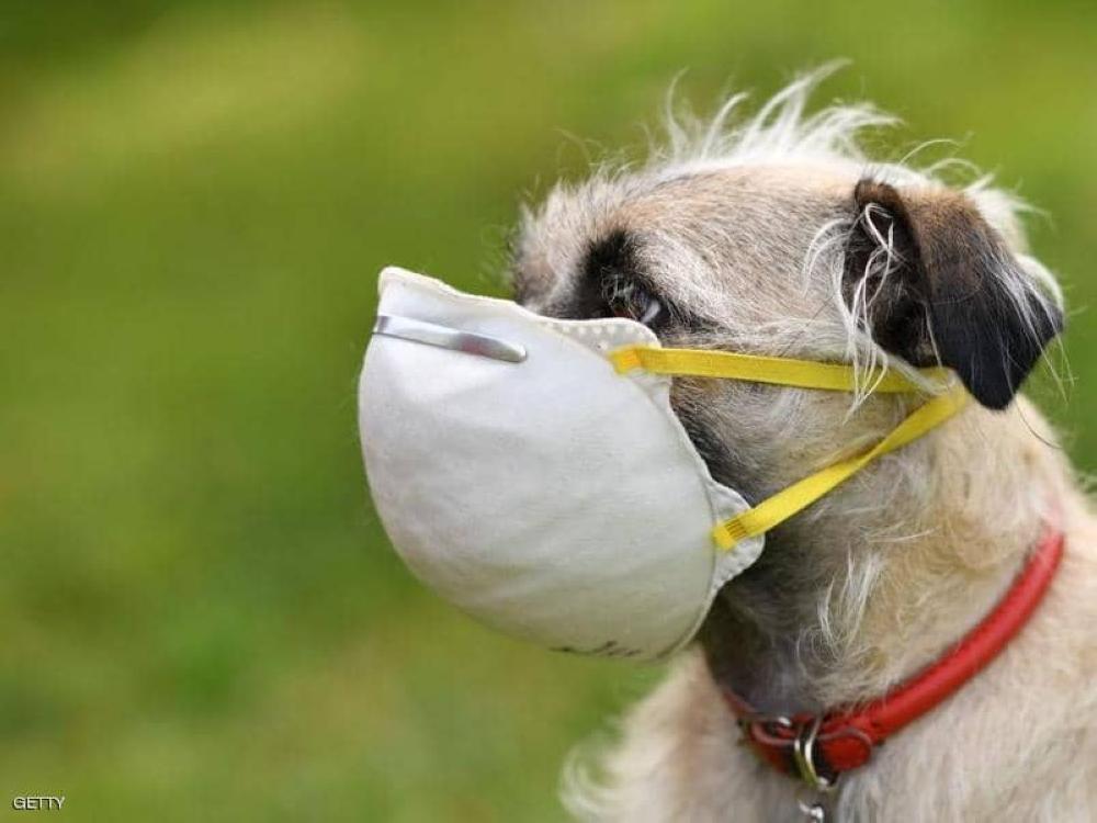 اصابة كلب بفايروس كورونا يملكه مستثمر