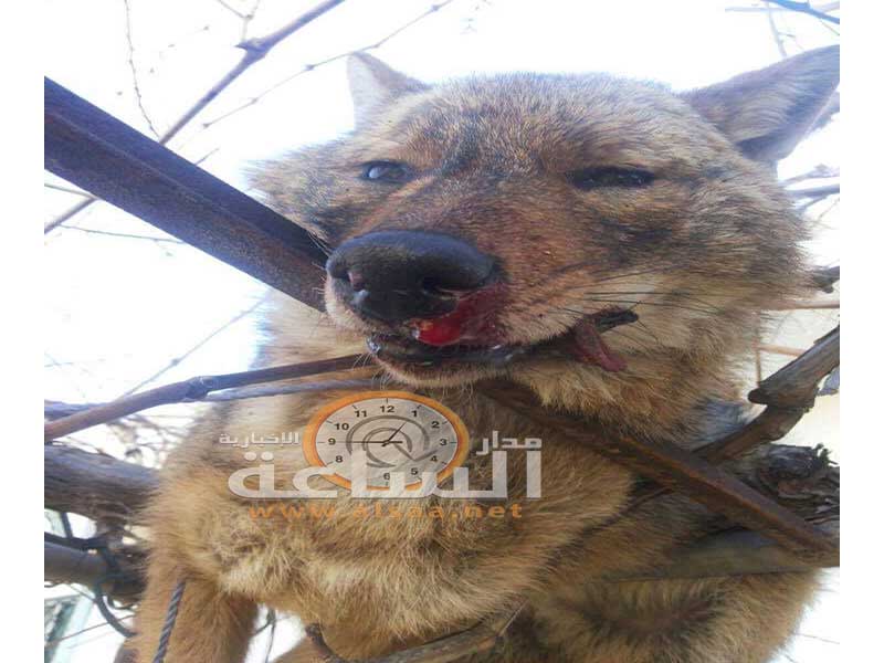 الحيوانات المفترسة تهدد سكان الطفيلة.. (فيديو