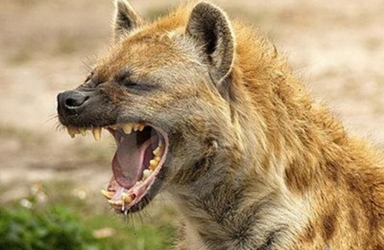 «فوبيا الضبع».. مسؤولون يرفضون الخروج إلى