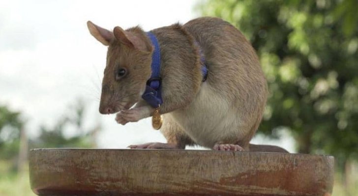 مؤسسة تمنح فأرا ميدالية ذهبية.. فما