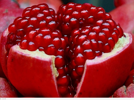 مردود قطاع الرمان في إربد يصل