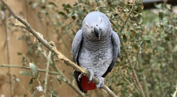 طرد 5 ببغاوات من حديقة بريطانية
